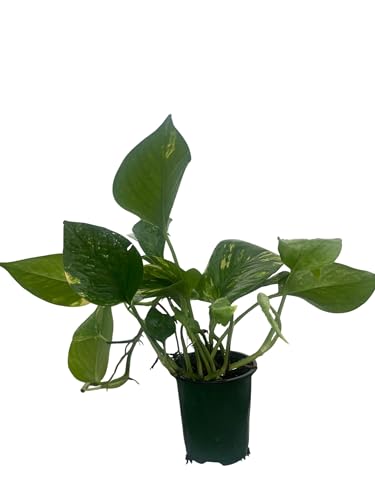 Golden Devil's Ivy - Pothos - Epipremnum - 4' Pot...