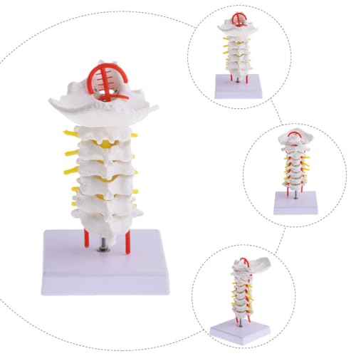 Colonne cervicale en PVC flexible modèle anatomique aide pédagogique - 6