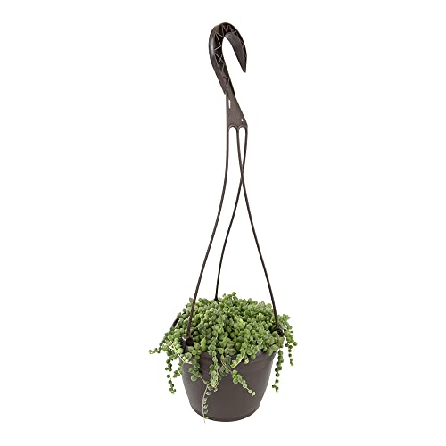 String of Pearls Plant Live Succulents in Hanging Planter Succulents Plants Live Houseplants Mini Succulents String of Pearls Live Succulent Live Plants Indoor Plant Indoor Plants by Plants for Pets