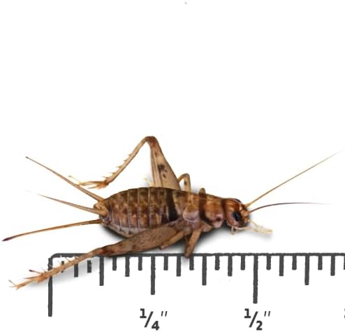 Amazon.com: Josh's Frogs 1/2