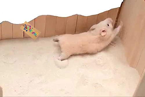 Western Era Dust Free Hamster Bath Sand, Ultimate Bathing & Bedding Solution, Tiny Paws, Fresh Play for Hamster, Gerbil (200grm) (Lemon)-image-32