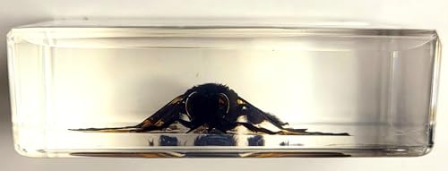 Image of 2.3 inch Real Carpenter Bamboo Bee w /Open Wings in Crystal Clear Lucite Resin Specimen Preserved Insect Taxidermy Collection for Biology Science Education & Desk Ornament Display Supplies Paperweight