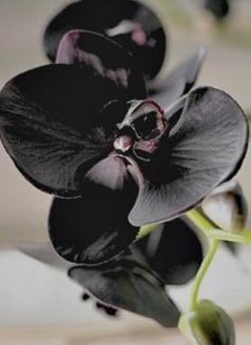 Amazon.com : Generic 50pcs Phalaenopsis Orchids Flower Seeds Black Amazon.com : Generic 50pcs Phalaenopsis Orchids Flower Seeds Black
