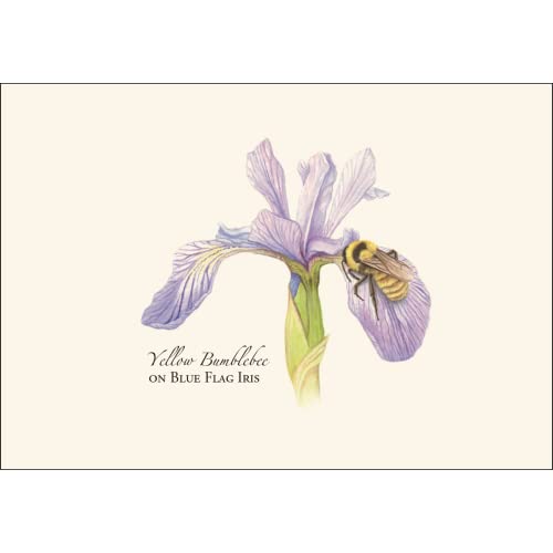 Image of Earth Sky + Water - Bumblebee Assortment Notecard Set - 8 Blank Cards with Envelopes (2 each of 4 styles)