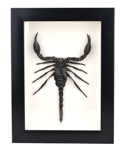 TAXIBUGS Real Exotic Poisonous Scorpion – Preserved Taxidermy Insect Bug Collection Framed in a 3D Wooden Frame as Pictured Taxidermy (Black Wooden Box V2)