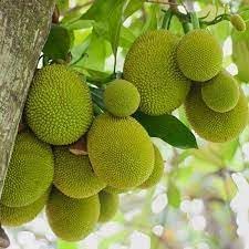 Image of Hybrid Vietnam Grafted Green Jackfruit Flesh Terrace Garden Suitable Plant Pack of 1 Heathy Live Plant Vietnam Variety for Home Garden Tree