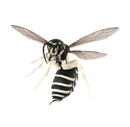 Amazon | すずめばち 神秘的な昆虫の生態を再現【3.クロスズメバチ