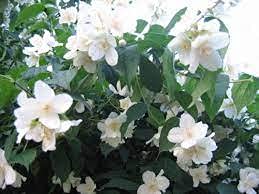 Genipap 50 piezas de semillas de flores philadelphus de color blanco Cover