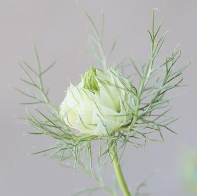 ニゲラ　ホワイト　種　およそ300粒 ニゲラ ホワイト 種 およそ300粒