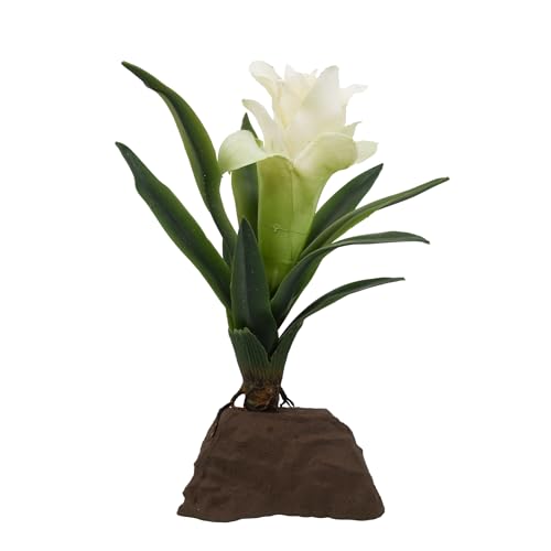 Lucky Reptile Bromelie klein weiß Lucky Reptile Bromelie klein weiß