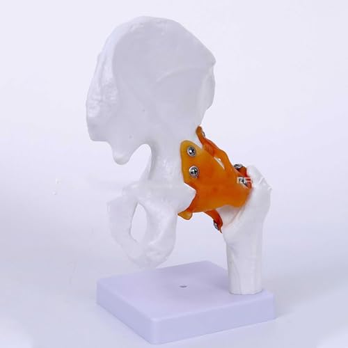 Modèle de joint de hanche flexible de taille réelle AMITD