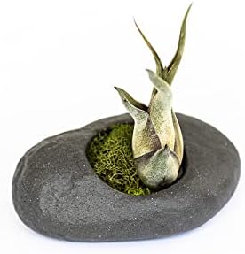 Miniatura 3 de Paquete de 3 soportes de piedra de cerámica gris con plantas de aire surtidas, planta de interior y exterior de Tillandsia viva, al por mayor y a