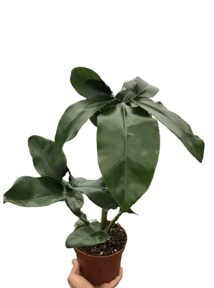 House Plant Shop Goeldii