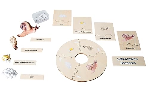 Betzold Lebenszyklus Schnecke - Holz-Puzzle Figuren Textkarten Deutsch & Englisch