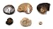 Ammonite, Nautilus & Goniatite Aquatic Fossil Lot - 17052