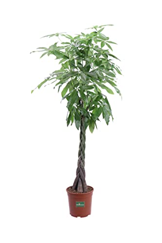 Pianta di Pachira Acquatica Intrecciata Albero Porta Soldi pianta ornamentale da interno pianta vera da arredo venduta da eGarden.store (Vaso 27 cm)