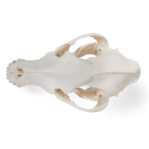 Image of 3B Scientific GmbH T30021M Dog Skull, M