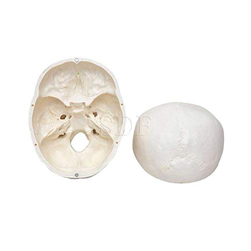 Crânio Humano Tamanho Natural em 5 partes, Anatomia