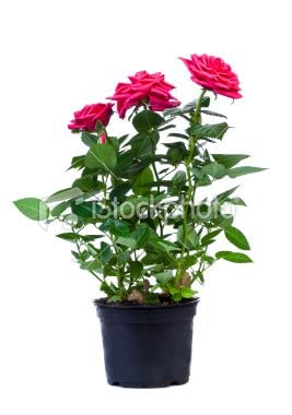 EdensField - Grafted Rare Exotic" Pink Climber" Rose Flower Live Plant (B07YG7RFFP) Amazon Price History, Amazon Price Tracker