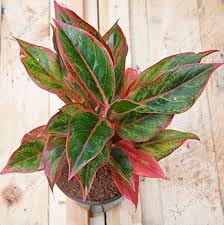 Aglaonema- VENUS-ONLINE -Aglaonema; Lipstick Live indoor plant-1 Healthy Plant (B0CMHNX21Z) Amazon Price History, Amazon Price Tracker