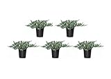Blue Rug Juniper - 5 Live 4 Inch Plants - Juniperus Horizontalis 'Wiltonii' - Drought Tolerant Cold...