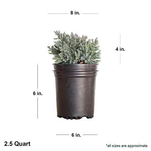 image for Flowerwood Blue Star Juniper (2.5 Quart) Low-Growing Groundcover Everg