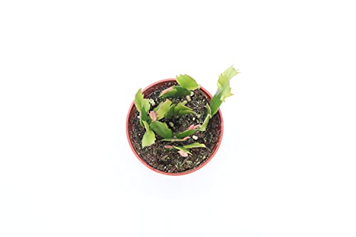 Zygocactus Yellow (Golden Dancer) Christmas Cactus - 4'' From California Tropicals #TOP1