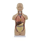 ✍ Anwendbar an: Anwendbar für: Für die Schule, das Krankenhaus, im physischen Gesundheitsunterricht, kann als visuelle Unterrichtsapparat für das Wissen des menschlichen Modells verwendet werden.