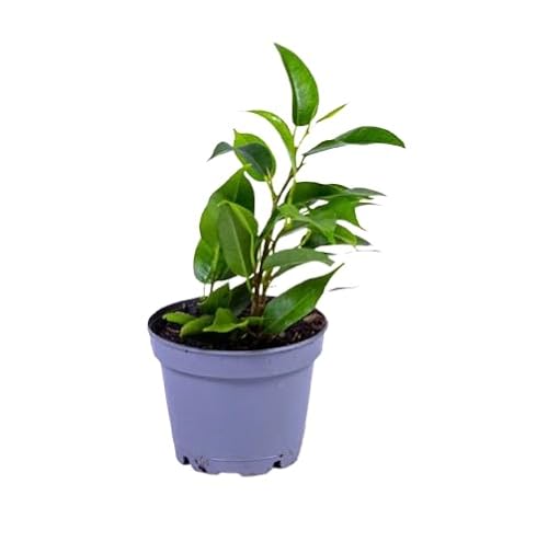 Planta Ficus Benjamina en Miniatura|Natural y Elegante Ideal para Decoración