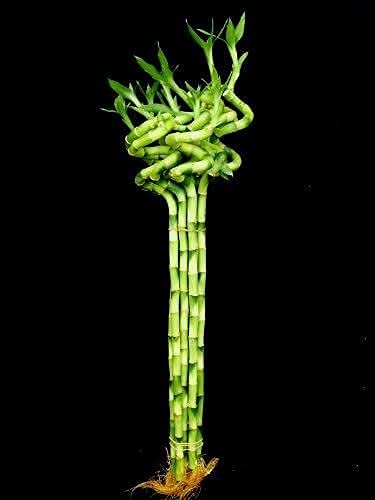 Pots & Plants Live Spiral Lucky Bamboo/Dancing Sticks, 90cm Spiral Height, 25 Sticks, 1 Bundle (B095KMSGGP) Amazon Price History, Amazon Price Tracker
