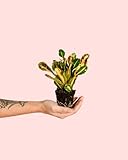 Pur Plant