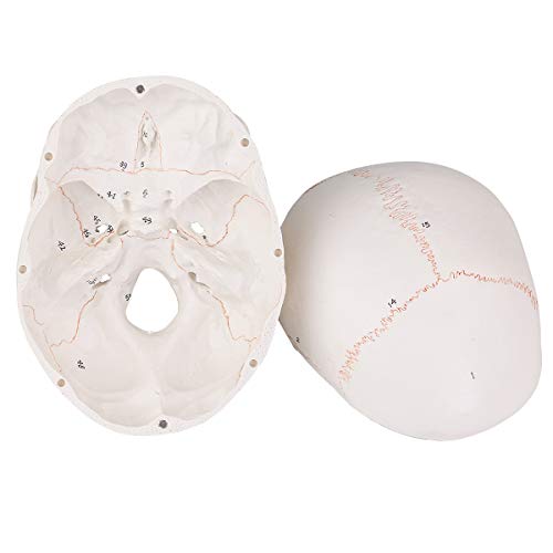 Image of LYOU Human Skull Model, Numbered Skull Anatomy Model for Medical Professionals, Students & Teachers