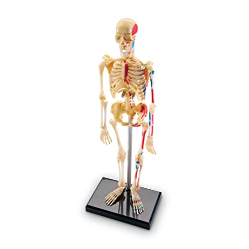 Learning Resources Skeleton Model, Miniature Model, Easy to Manipulate,...