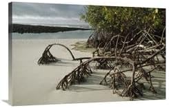 24 x 36 in. Red Mangrove Root Props Growing in Sand, Galapagos Islands, Ecuador Art Print - Tui De Roy