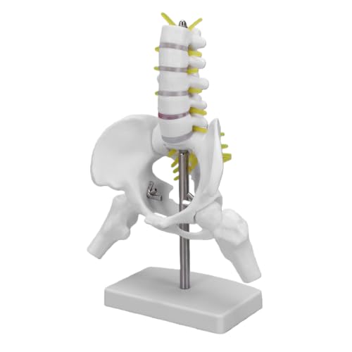 Decumeby Female Pelvis Model with 5 Movable Vertebrae Lifelike Pelvis Skeleton Model for Classroom Demonstrations, Educational PVC Pelvic Anatomy Teaching Aid with Stable Display Base - Image 8