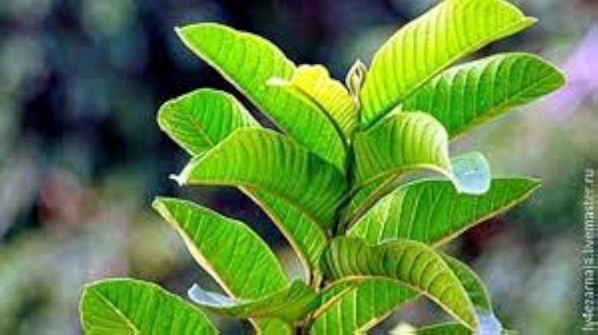 Guava Leaves Powder 50g, Herbal Fresh Churna for Wellness