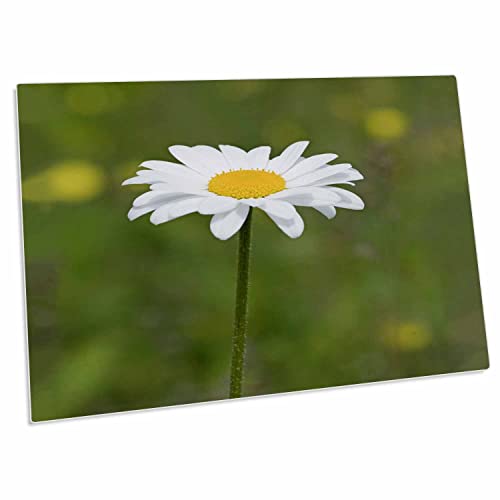 3dRose Close Up Photo of Single Daisy - Desk Pad