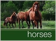 Horses A Photographic Celebration B001X697OK Book Cover
