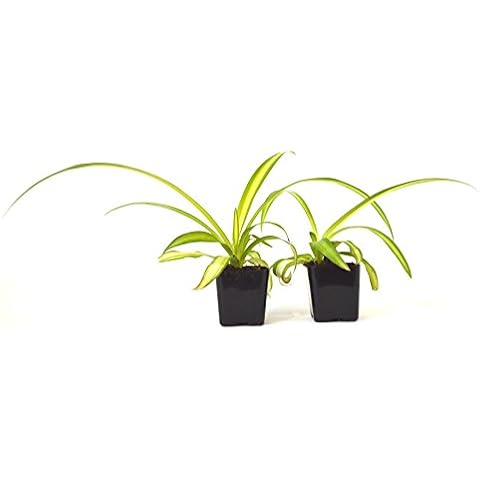9GreenBox - Ocean Spider Plant - Easy to Grow - Cleans The Air - New - 2 Pack Cover