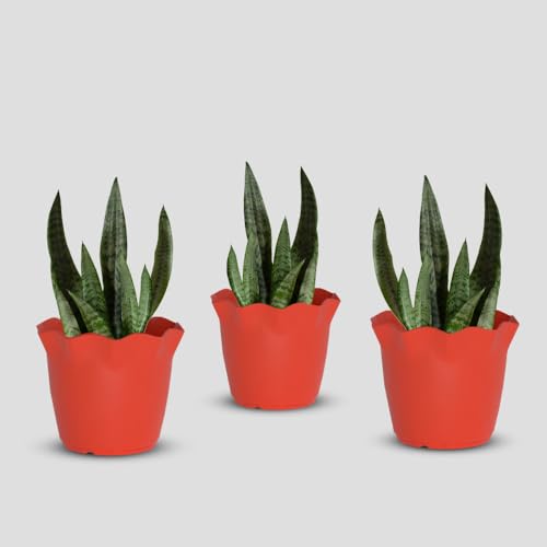 Image of YUCCABE ITALIA SHERA 8 Inch Plastic Flower Pot 3 Piece Set of Unbreakable Round Shape Planter for Home Garden Seedling, Indoor and Outdoor (Red)