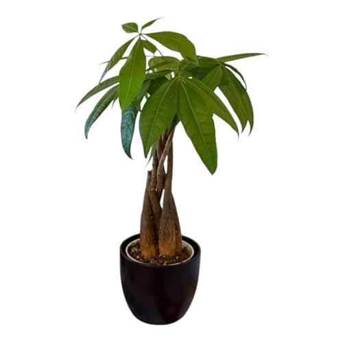 Image of Money Tree Live Plant | 14-22 Inches Tall Bonsai | Easy to Grow Indoor Houseplant | Home, Office, or Room Decor | Birthday, Housewarming Gift (Black)