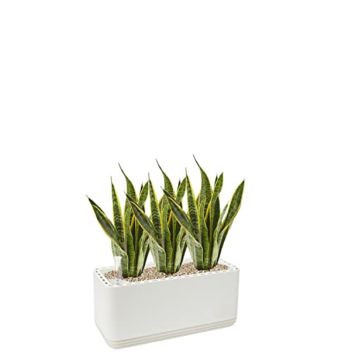 AIRY System L inkl. 3 Bogenhanfe & Airy Base Substrat • Natürlicher Luftreiniger eliminiert Schadstoffe, Allergene & Gerüche • Für Räume mit ca. 30qm • Made in Germany, 3301-613 weiss-weiss