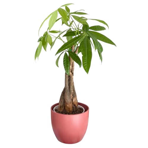 Image of Money Tree Live Plant | 14-22 Inches Tall Bonsai | Easy to Grow Indoor Houseplant | Home, Office, or Room Decor | Birthday, Housewarming Gift (Coral)