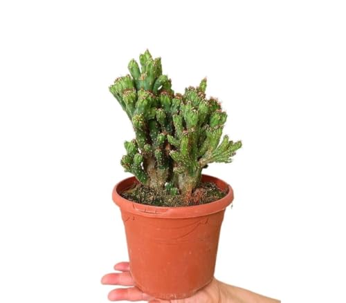 Garden Center Shop | Cereus Peruvianus Monstruoso M17 | Cactus monstrose excepcional | Crecimiento singular, forma crestada | Ideal para jardines secos, rocallas y decoración moderna