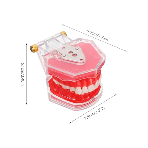 Simulation réaliste de typodont avec dents détachables pour soin - 2