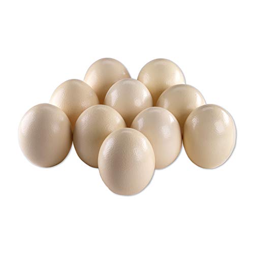10 Straußeneier aus Südafrika - 1A Qualität - Straußenei - Größe ca. 13-16cm - naturbelassen, entleert, ausgeblasen und gereinigt Cover