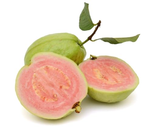 Image of Natura GreenHouse 1 Live Tiwan Pink Guava Amrud Plant hybrid all seasons Height 1.5-2 FT (Tiwan Pink)