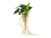 Dwarf Anubias nana - Live Aquarium Plant with Large Leaves by Aquatic Arts