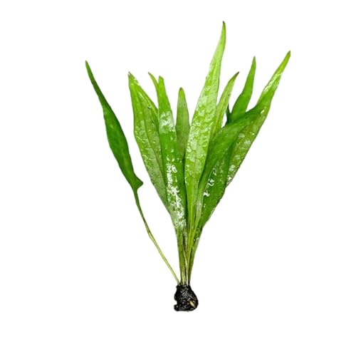 Java Fern Narrow-Leaf Microsorum Pteropus Narrow