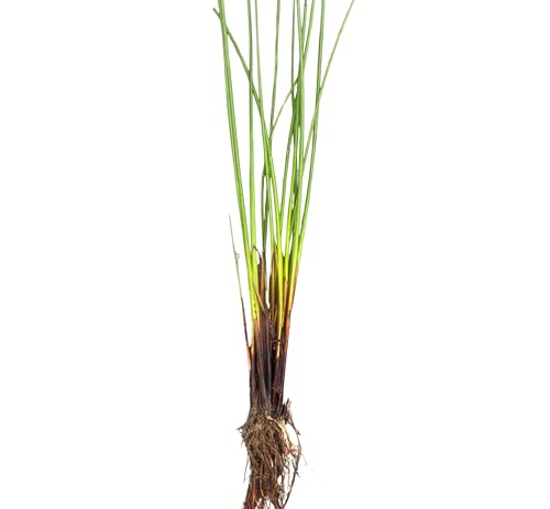 Juncus effusus | Soft Rush | Bareroot | Wetland Restoration